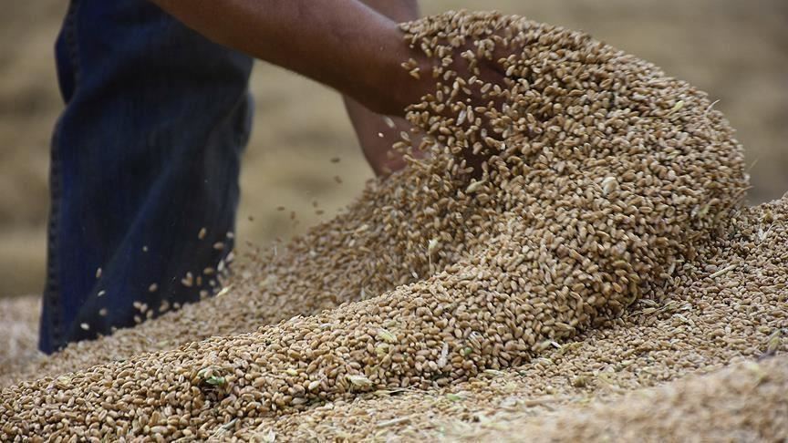 thumbs_b_c_2348a3949b5f90505e0827e60f2e0541 السودان يشتري 200 ألف طن قمح بالعملة المحلية